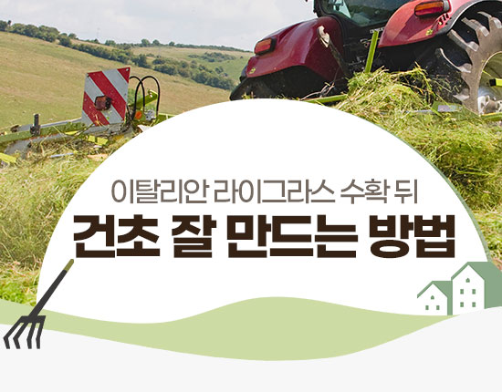 이탈리안 라이그라스 수확 뒤 건초 잘 만드는 방법