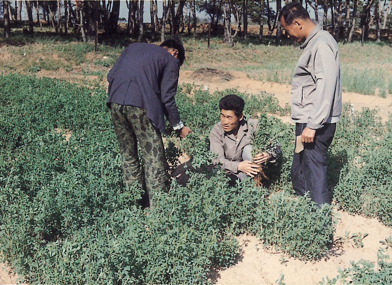 알팔파수량조사(조사료생산 1970년대) 사진1