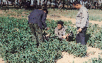 알팔파수량조사(조사료생산 1970년대)