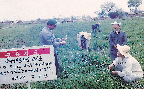 답리작 사료작물(조사료생산 1970년대)