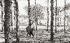 벌목후 초지조성지 측량(초지종성 1960년대)