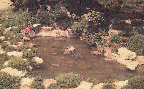 사무실앞 정원(대전지장 1970년)