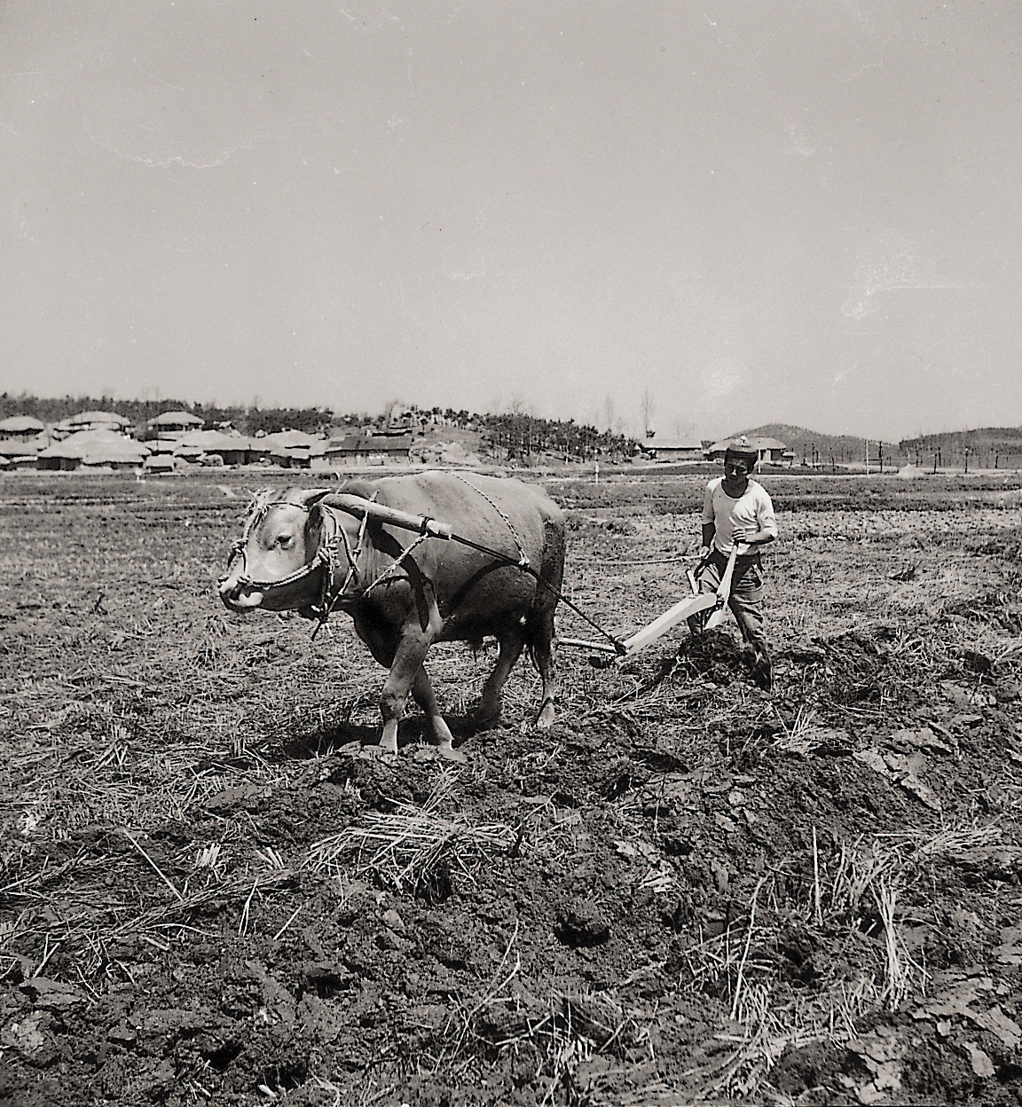 논갈이 하는 한우(한우 1960년대) 사진1
