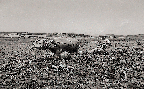 논갈이 하는 한우(한우 1960년대)