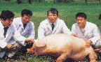 빈혈치료제EPO를 생산하는 형질전환 돼지와 개발팀(응용 생명공학과)