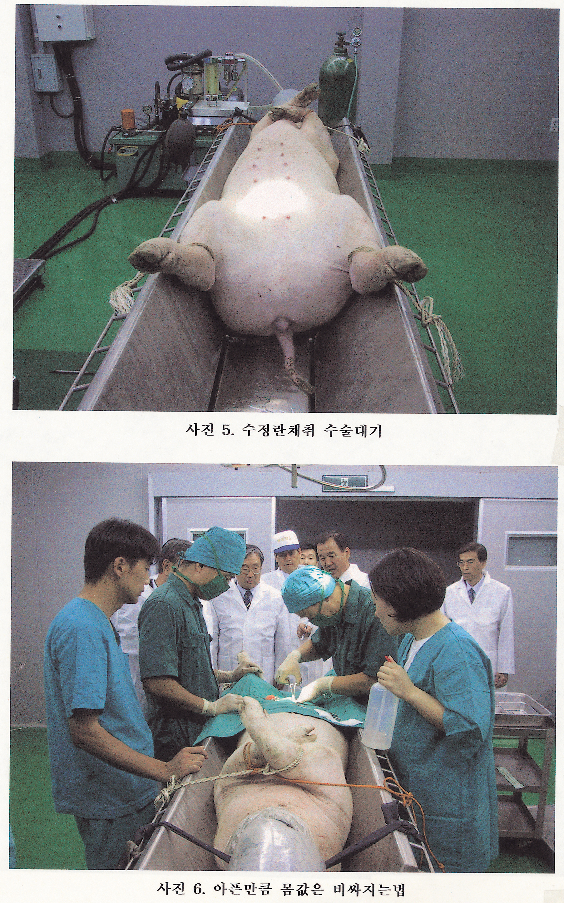 돼지수정란 채란 및 이식(응용 생명공학과) 사진1