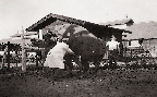 자연종부(한우 1960년대)