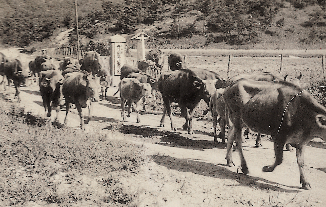 대관령지장 한우방목(한우 1960년대) 사진1