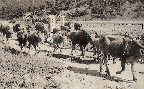 대관령지장 한우방목(한우 1960년대)