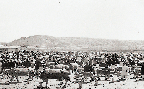 우시장(한우 1960년대)