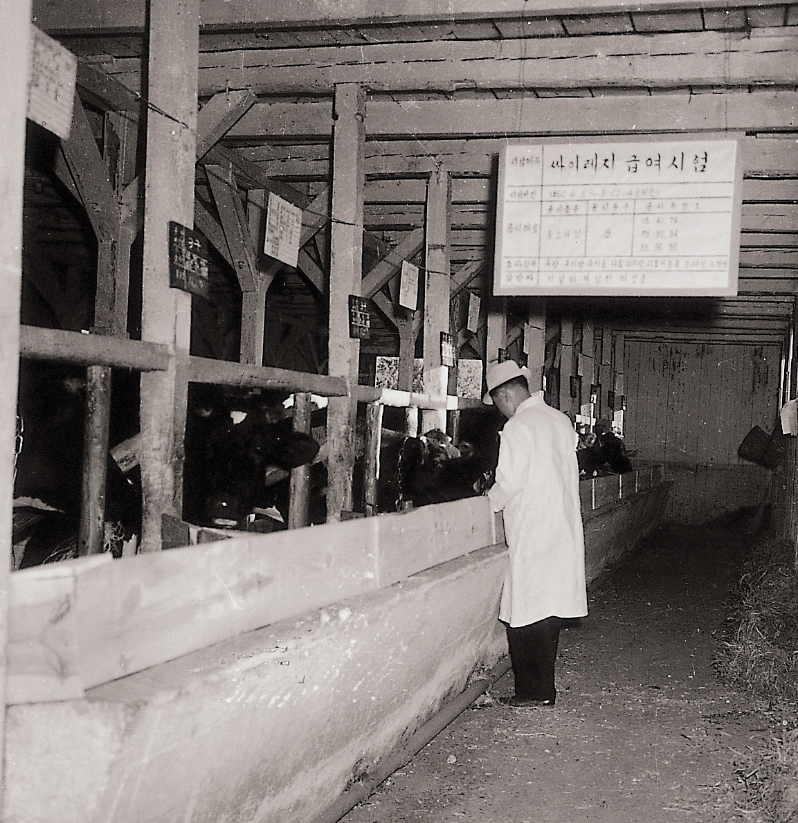 젖소에 대한 사일리지 인공포유(젖소 1960년대) 사진1