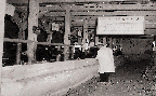 젖소에 대한 사일리지 인공포유(젖소 1960년대)