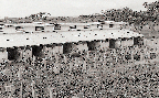 성돈사(돼지 1960년대)