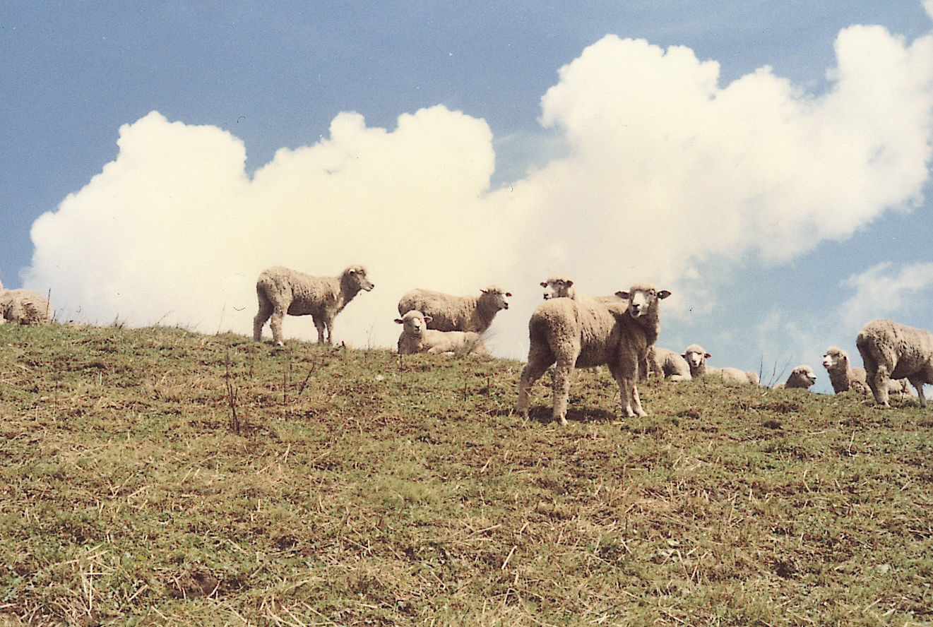 지리산 바래봉초지(면양 1970년대) 사진1