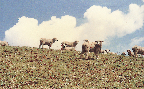 지리산 바래봉초지(면양 1970년대)