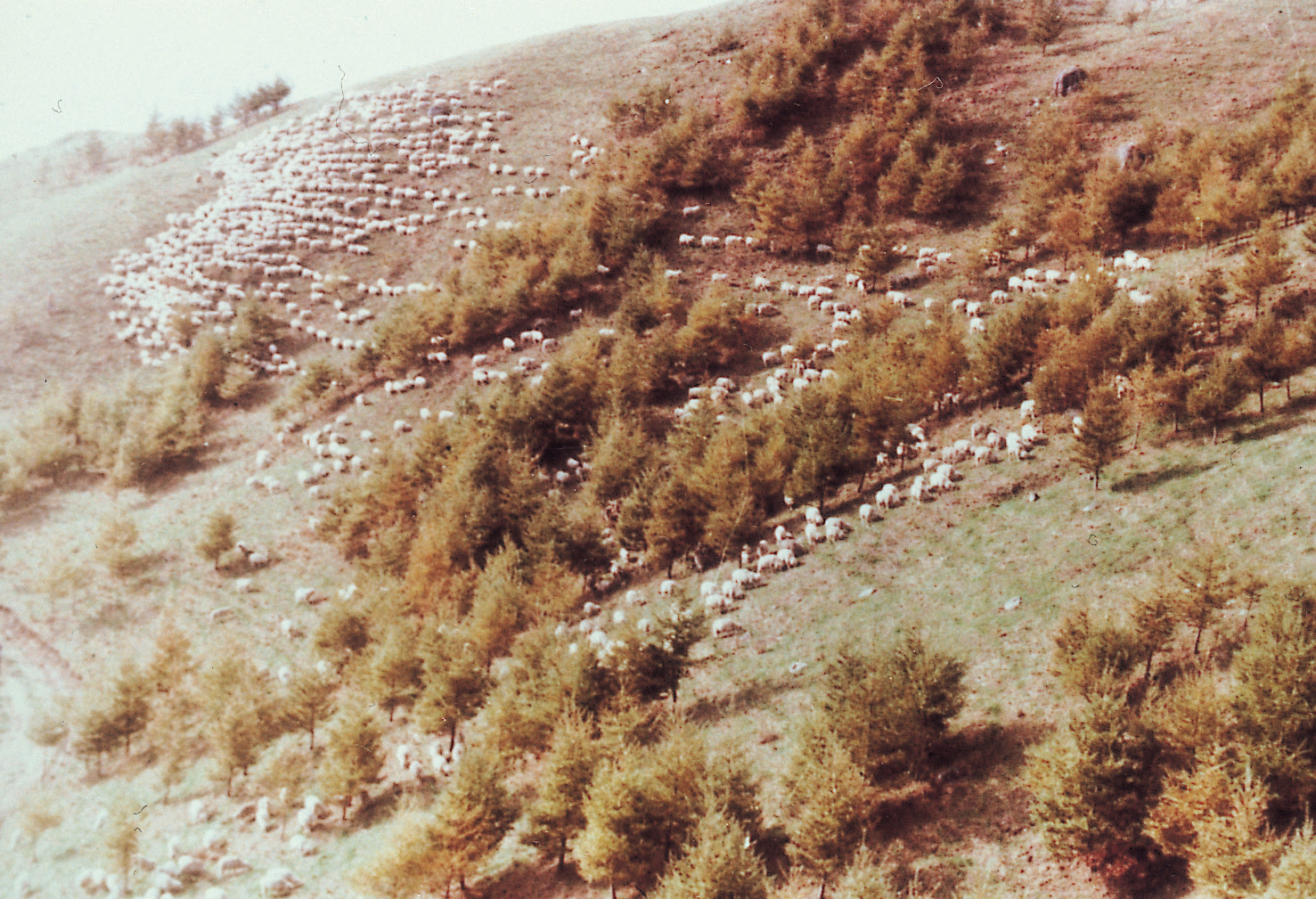 경사지방목(면양 1970년대) 사진1