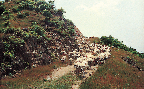 바래봉초지로 이동(면양 1970년대)