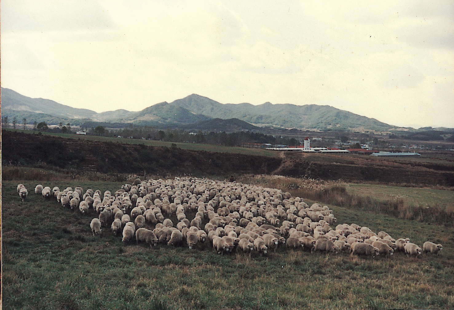 평야지 조성 초지 방목(면양 1970년대) 사진1