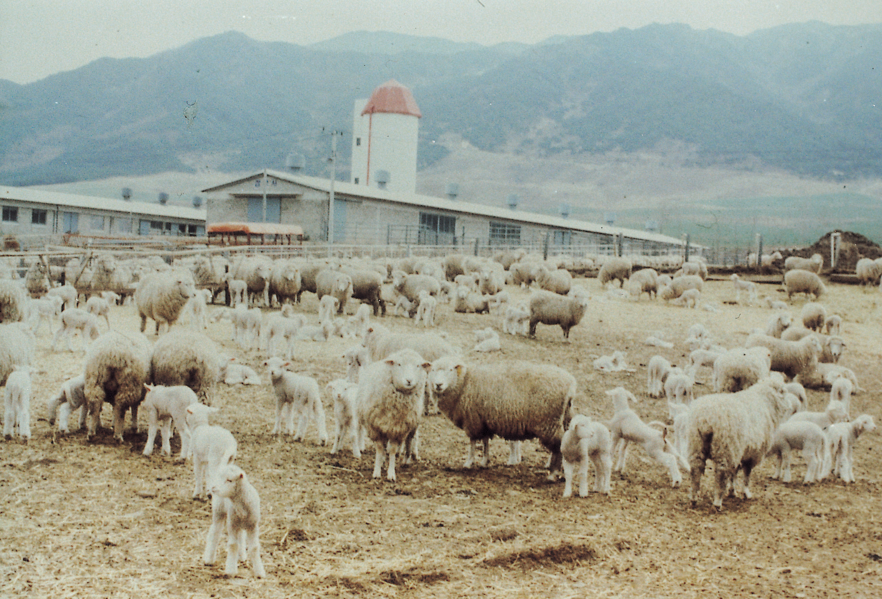 겨울철 운동장 사육(면양 1970년대) 사진1
