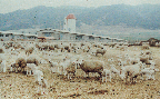 겨울철 운동장 사육(면양 1970년대)