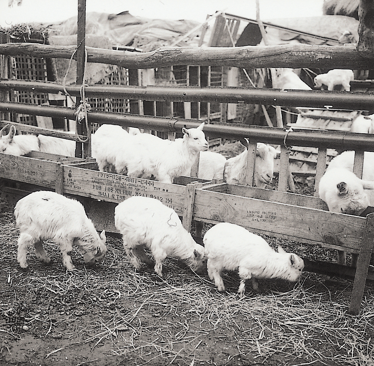 경우종우장 산양사(염소 1960년대) 사진1