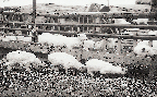 경우종우장 산양사(염소 1960년대)