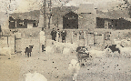 경우종우장(염소 1960년대)