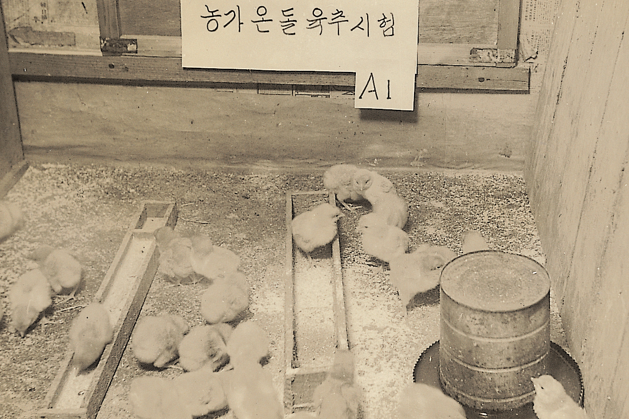 농가온돌 육추시험(닭 1960년대) 사진1