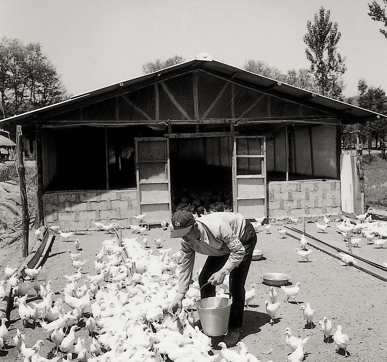 평사에 의한 양계(닭 1960년대) 사진1