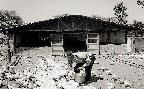 평사에 의한 양계(닭 1960년대)