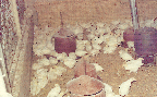 연탄난로를 이용한 육추(닭 1960년대)