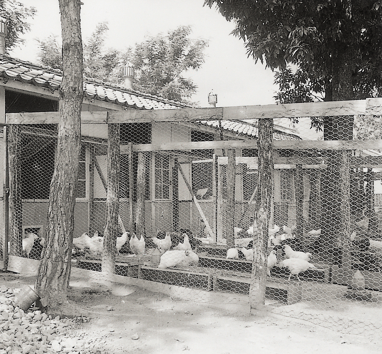 계사운동장(닭 1960년대) 사진1