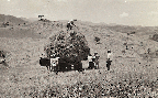 건초생산(조사료생산 1970년대)