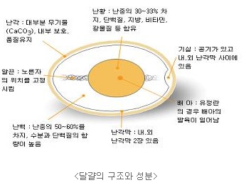 배아, 난각막, 난백, 알끈, 난각, 난황, 기실로 구성된 달걀의 구조 그림