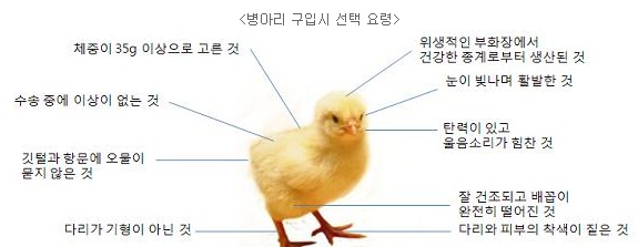 병아리 구입시 선택요령 : 체중이 35g이상, 수송중에 이상이 없는것, 깃털과 항문에오물이 묻지 않은것, 다리가 기형이 아닌것, 잘 건조되고 배꼽이 환전히 떨어진것, 다리와 피부의 착색이 짙은것, 탄력이 있고 울음소리가 힘찬것, 눈이 빝나며 활발한 것, 위생적인 부화장에서 건강한 종계로부터 생산된 것 