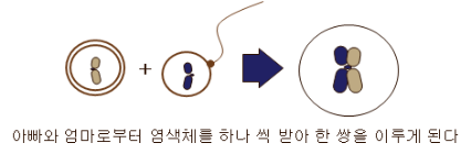 염색체