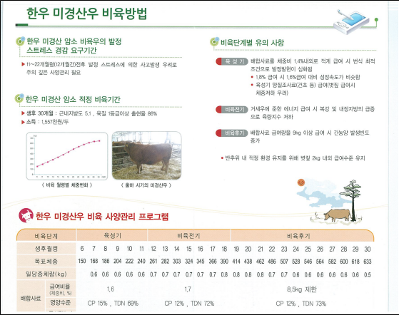 한우 미경산우의 비육 방법