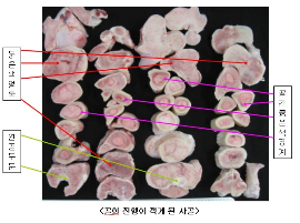골화 진행이 적게 된 사골