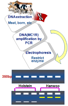 DNA 밴드 형태