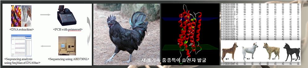토종닭, 특수목적견 사진