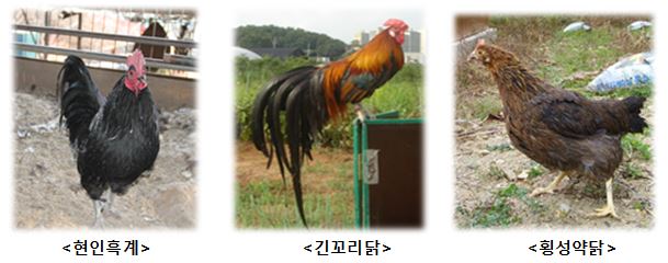 현인흑계, 긴꼬리닭, 횡성약닭 사진