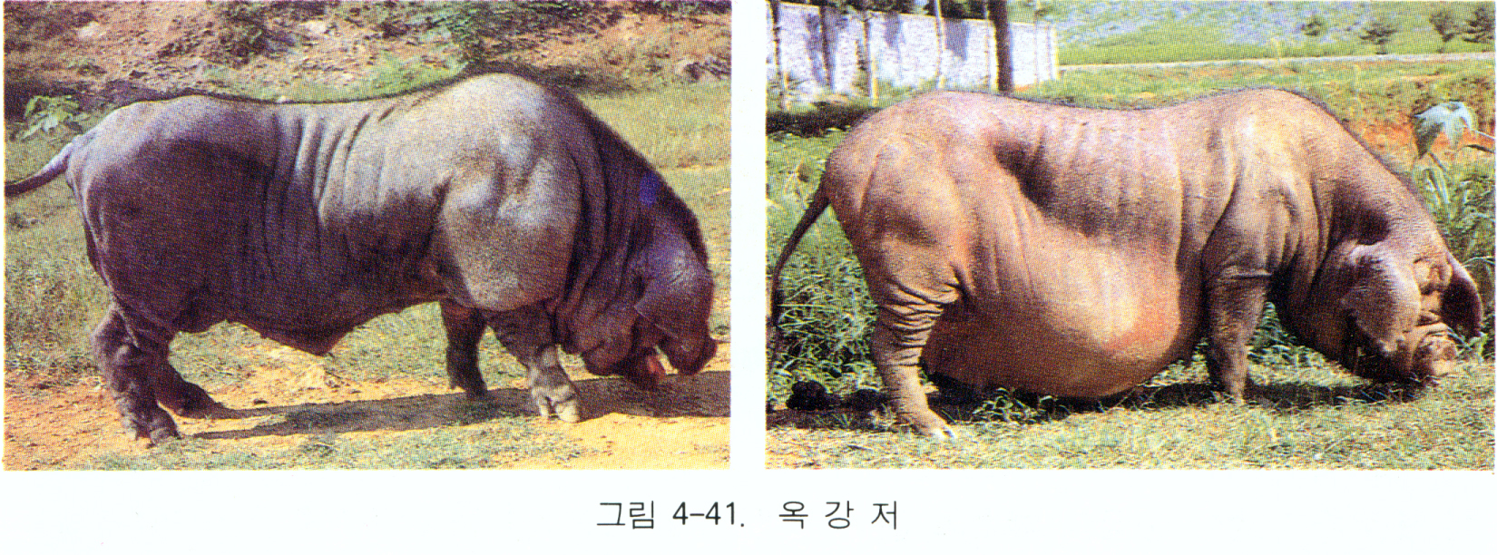 옥강저