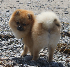 포메라니안