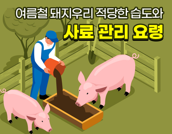 여름철 돼지우리 적당한 습도와 사료 관리 요령
