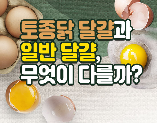 토종닭 달걀과 일반 달걀, 무엇이 다를까?