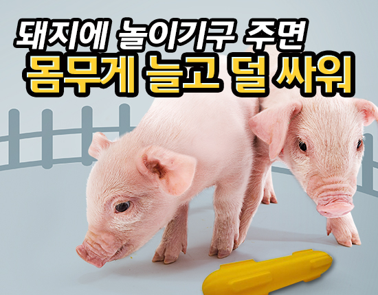 돼지에 놀이기구 주면 몸무게 늘고 덜 싸워