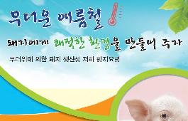 [새창]무더운 여름철 돼지에게 쾌적한 환경을 만들어 주자