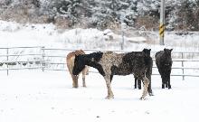 RDA승용마 체험장 현장방문(2025.02.06)