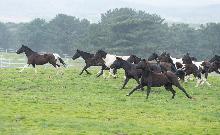 RDA승용마 방목(2025.04.03)