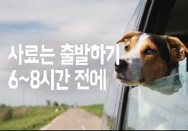 [새창]반려견 돌보기 꿀팁 !